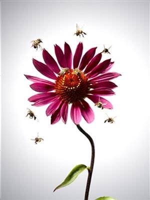 bees on a flower.jpg
